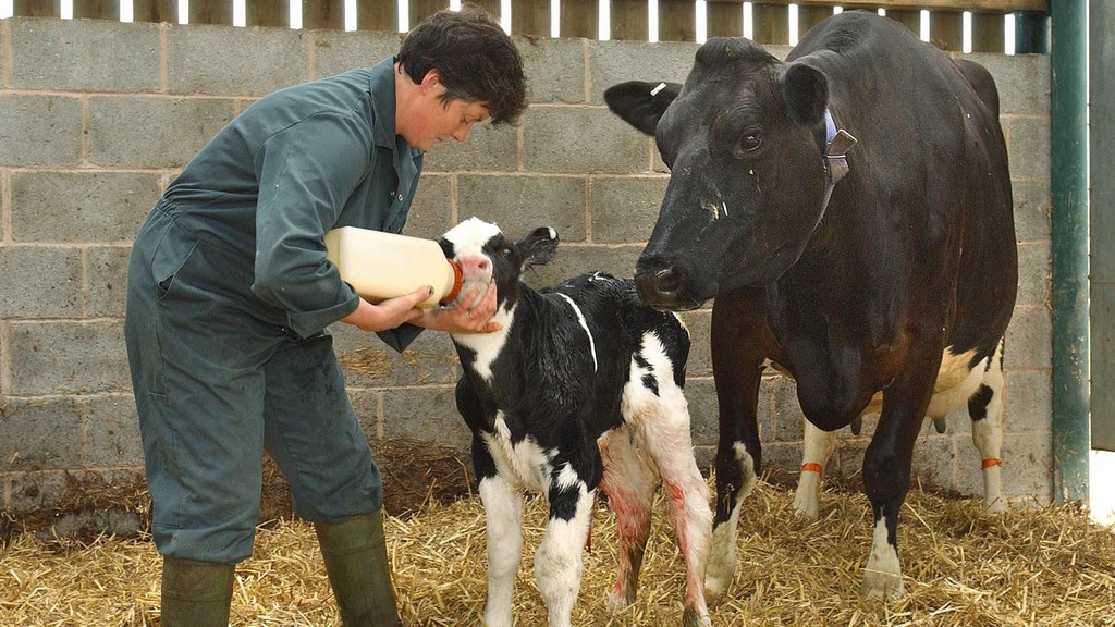 Colostrum: The foundation of good calf health