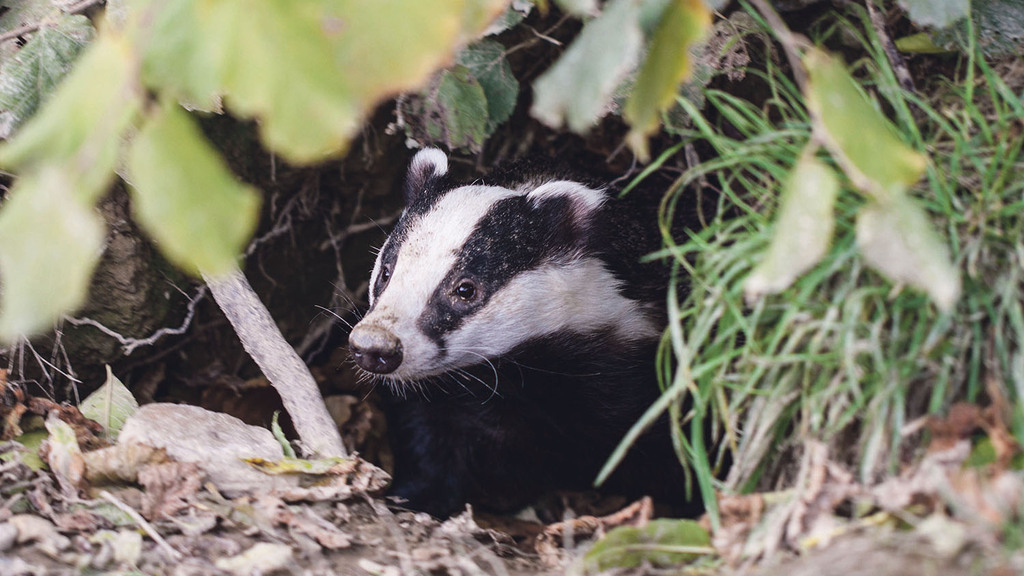 Take action to keep Scotland bTB free