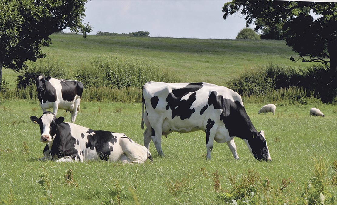 Raw milk gives family farm new future