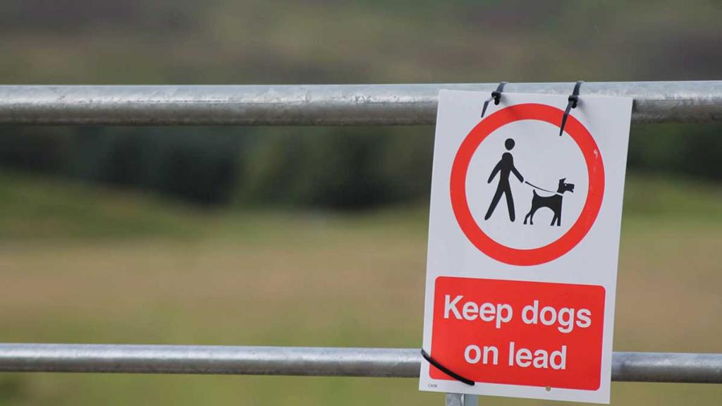 Police appeal to public after dog drags ewe into river