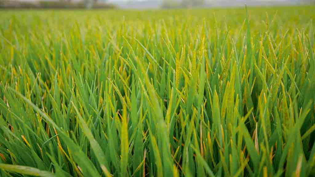 Barley T2s: What to consider