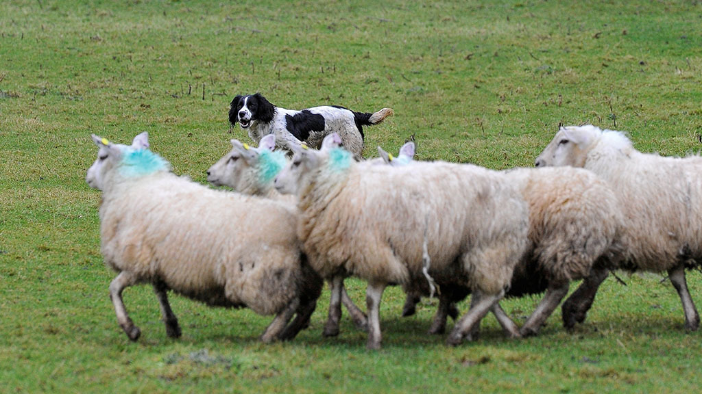Government inaction on sheep worrying undermining animal welfare gains