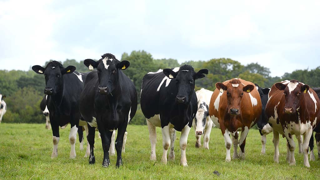 DAIRY SPECIAL: Heifer rearing spotlight - Ways to maximise returns