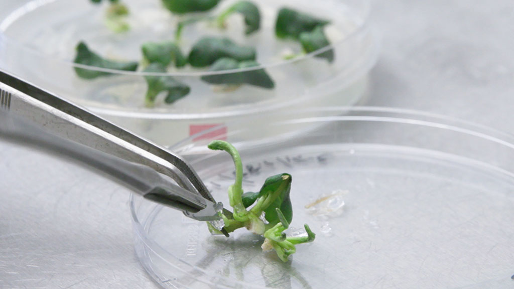 Scottish gene editing row rumbles on
