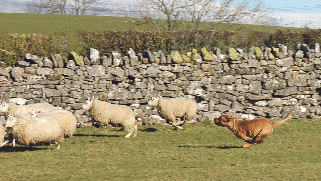 Understanding laws on sheep worrying