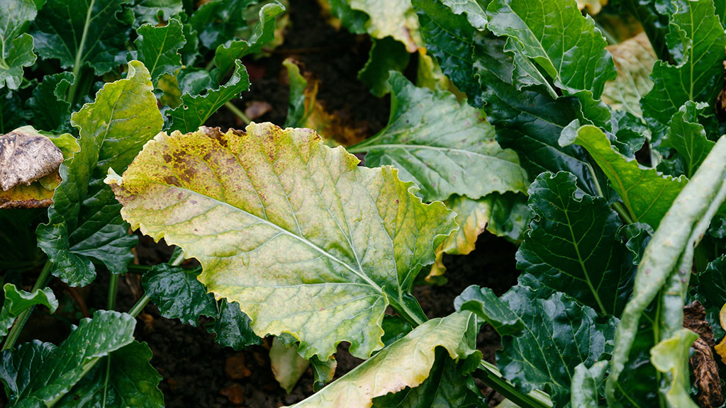 Threat of virus yellows in sugar beet much higher than last year