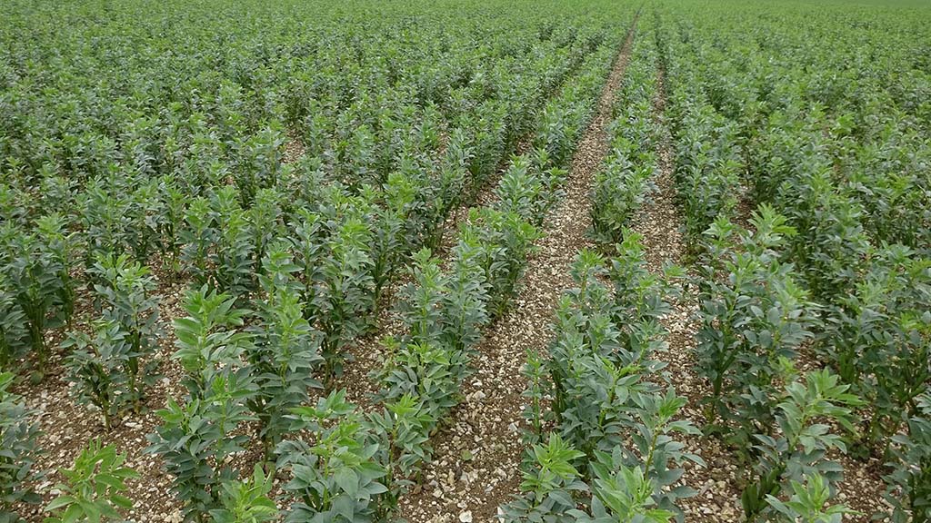 How to boost a delayed spring crop