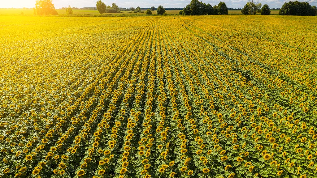 Top tips to grow sunflower as an alternative spring crop