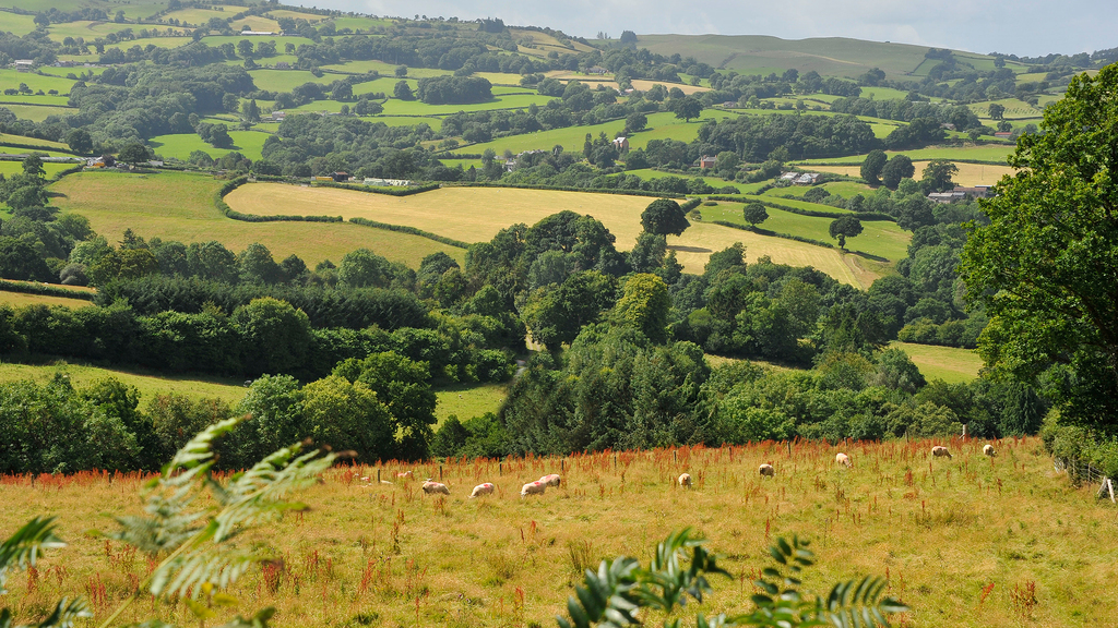 Welsh Ag Bill 'unworkable' for tenant farmers