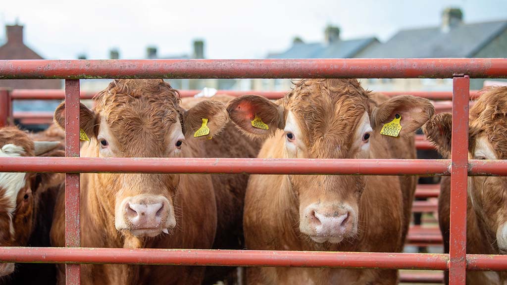 Flying trade in the cattle rings
