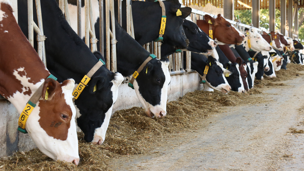 Getting more milk from your maize