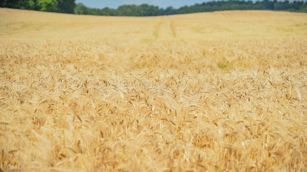 New year wheat prices slip as supply increases