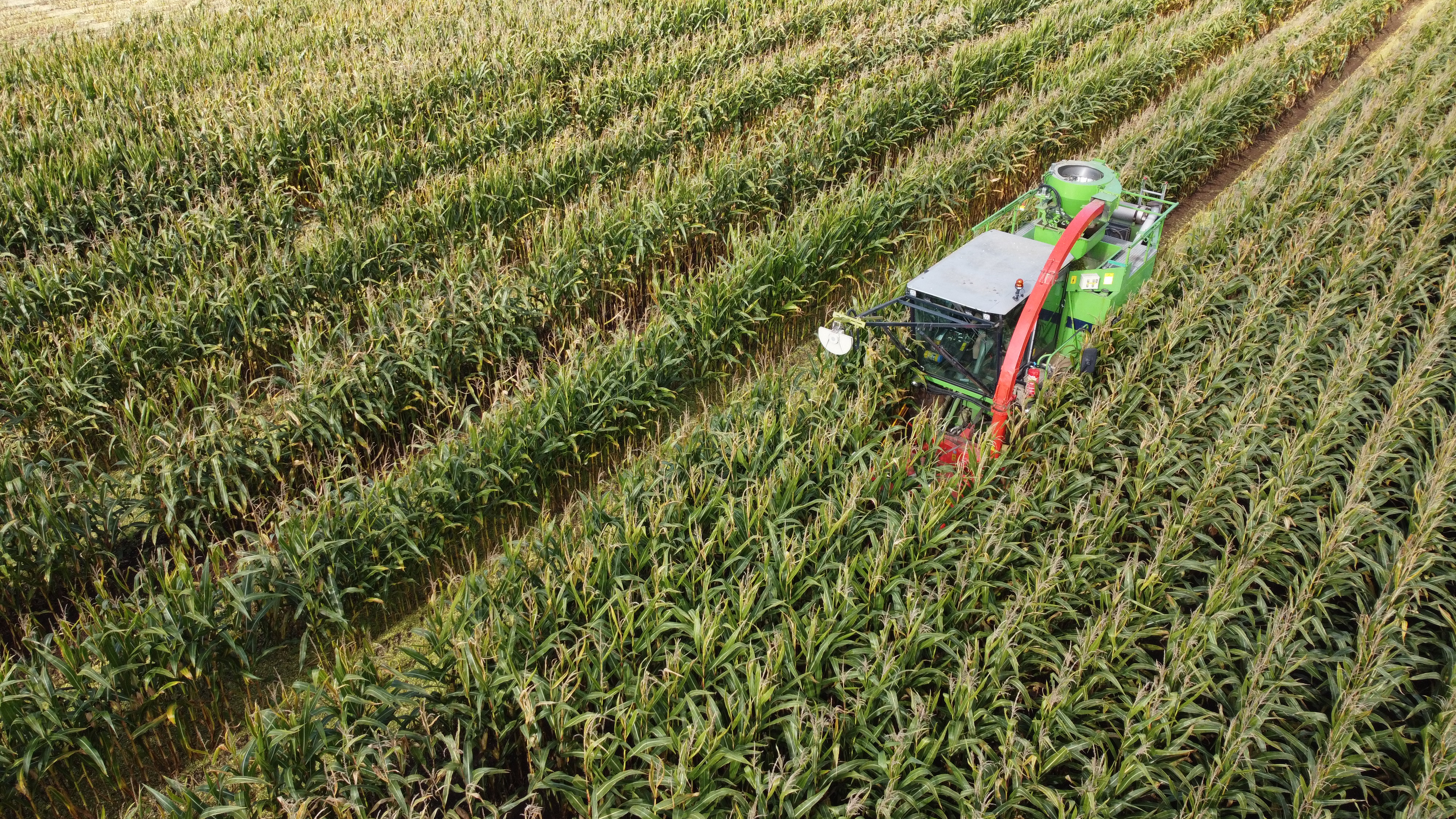 Improving maize crop performance