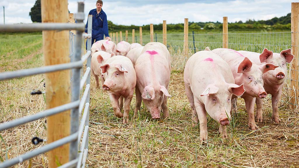 Champion pig breeder banned over cruelty
