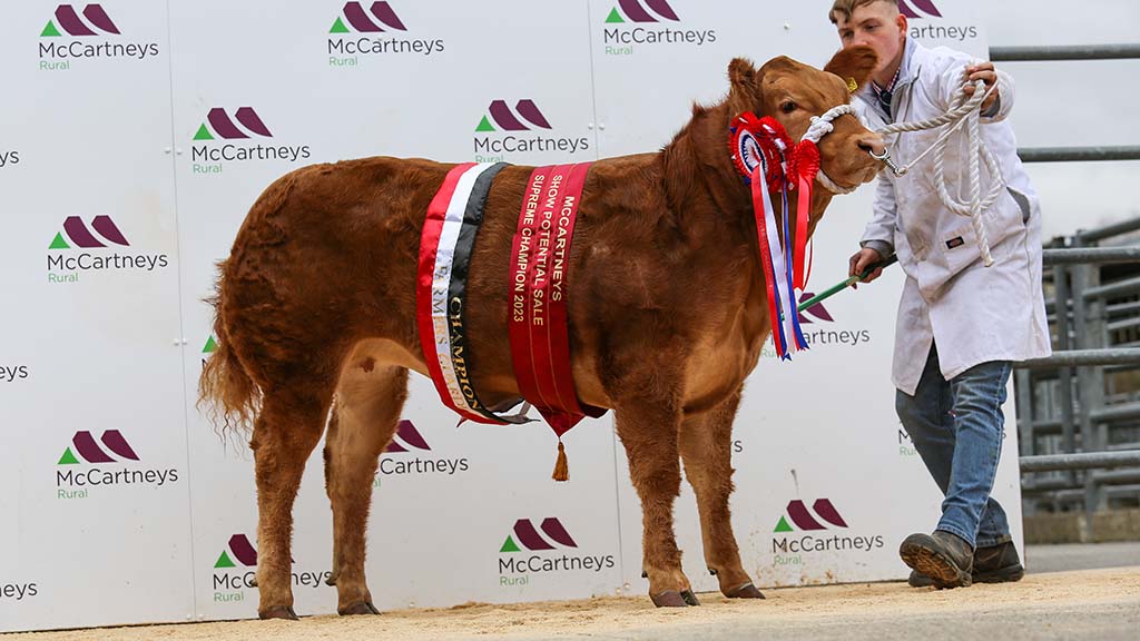 Dream Girl sets centre record of £13,000 at Brecon