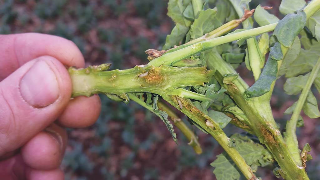 Oilseed rape crops hit by flea beetle and rape stem weevil