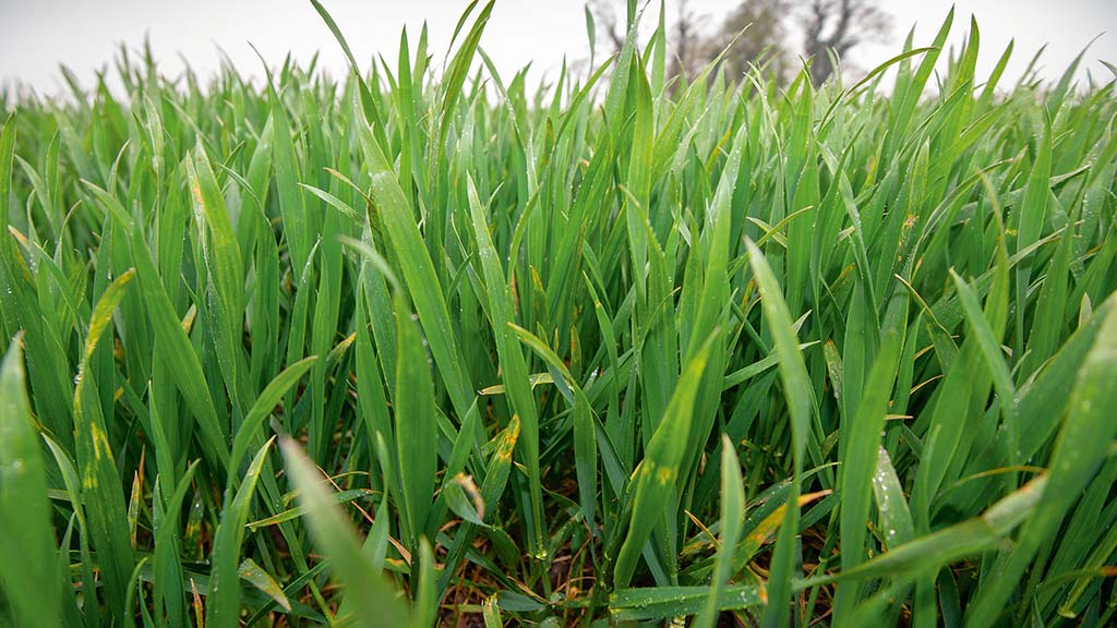 Trial site to investigate fungicide treatments opens in Derbyshire