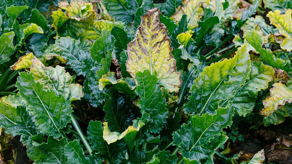 Milder winter puts beet crops at high risk of virus yellows this season
