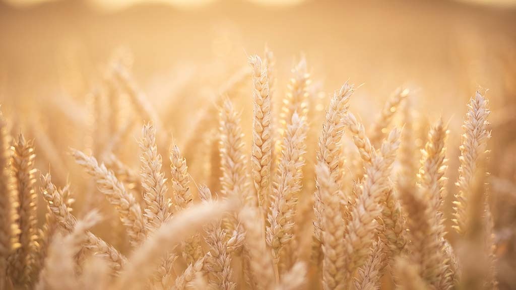 Keeping an eye on the grain market: UK markets trying hard to interpret the domestic price signals