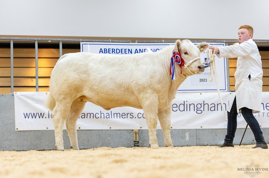 Charolais takes top honours at Thainstone's YFC show and sale