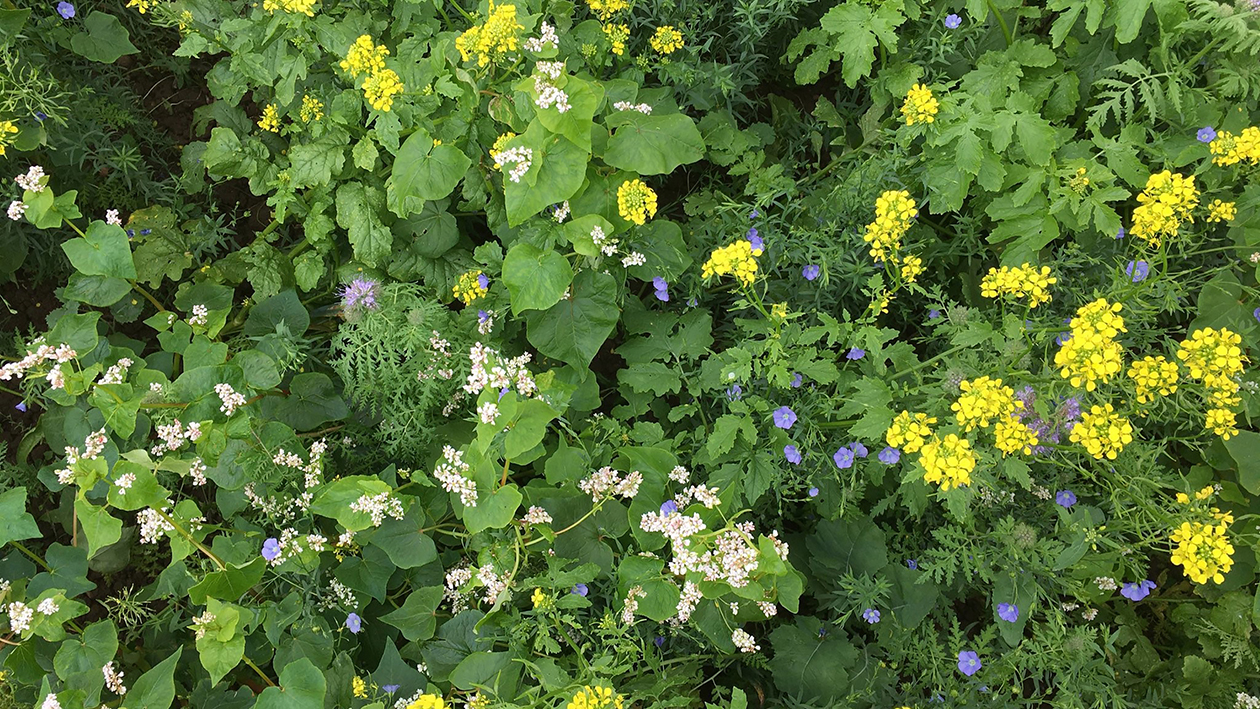 Summer cover crops for late drilling