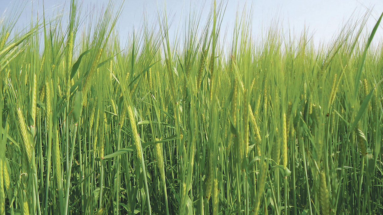 Safeguard barley yields by protecting green leaf areas