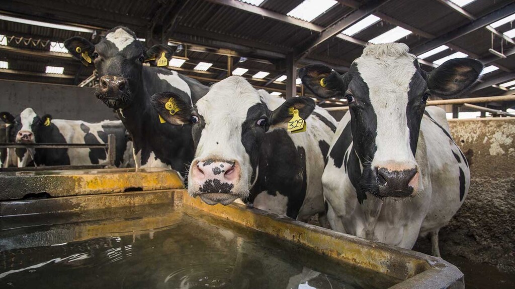 Water quality and quantity key to cow health
