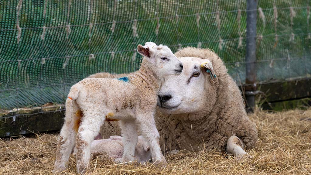 Ewe condition key to lamb performance
