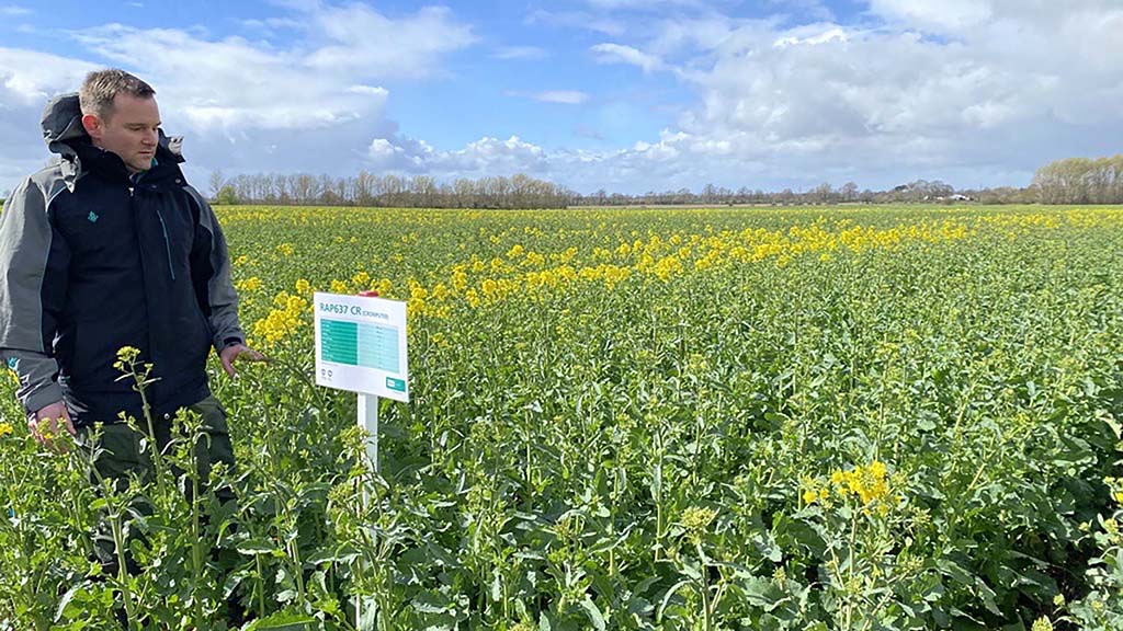 New oilseed rape resistance gene to stop phoma spread