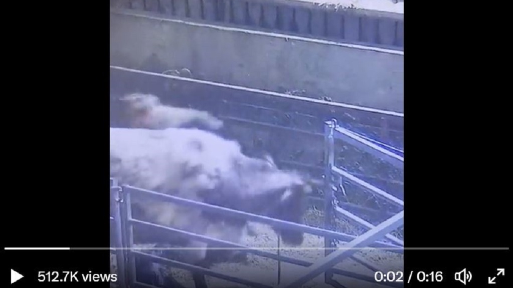 NFU chief praises farmer after cow attack