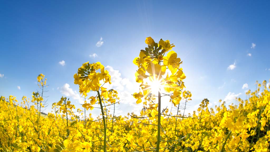 Top tips for protecting oilseed rape oil bonuses this season