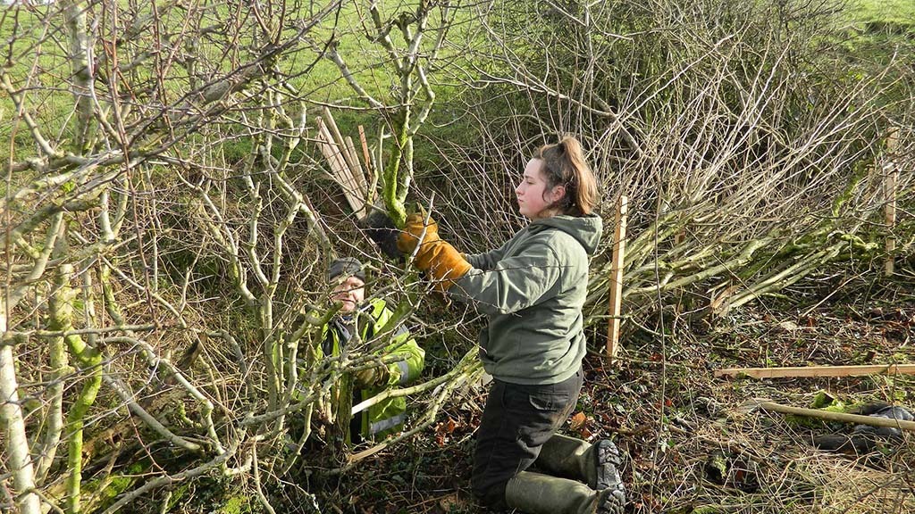Careers in farming: Two young women prove hedgelaying can be a rewarding job