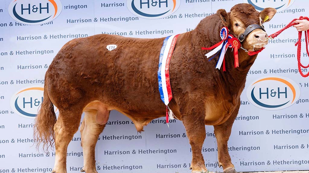 Limousin bulls sell to 52,000gns at Carlisle