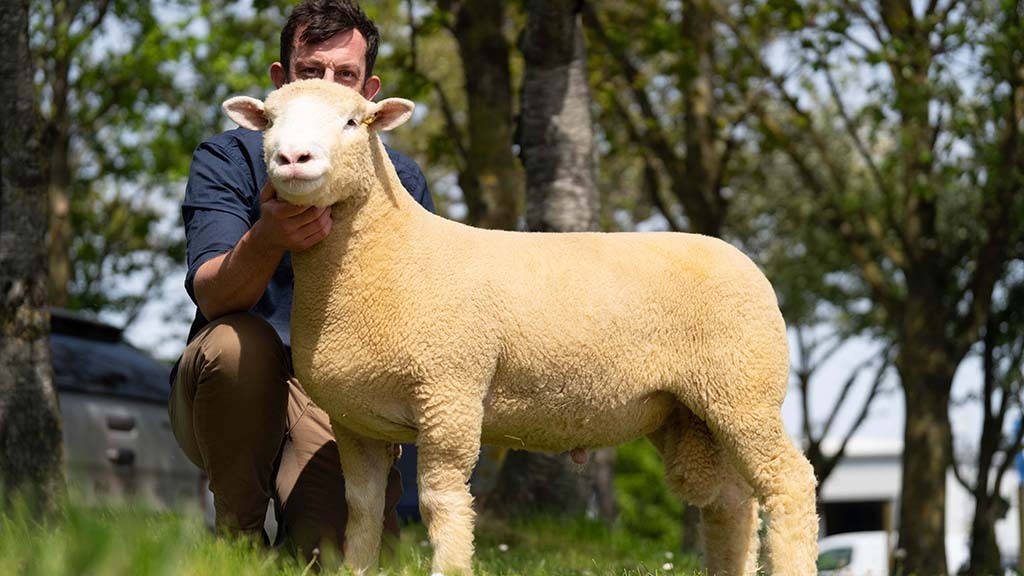 Champion tops Dorset May Fair at 3,400gns